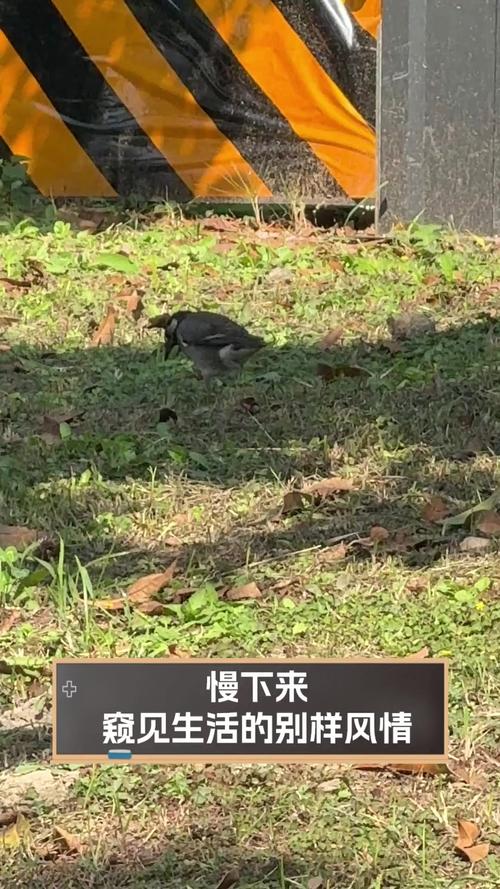 缅甸思梦开火车 17 小时:探寻神秘国度的别样风情